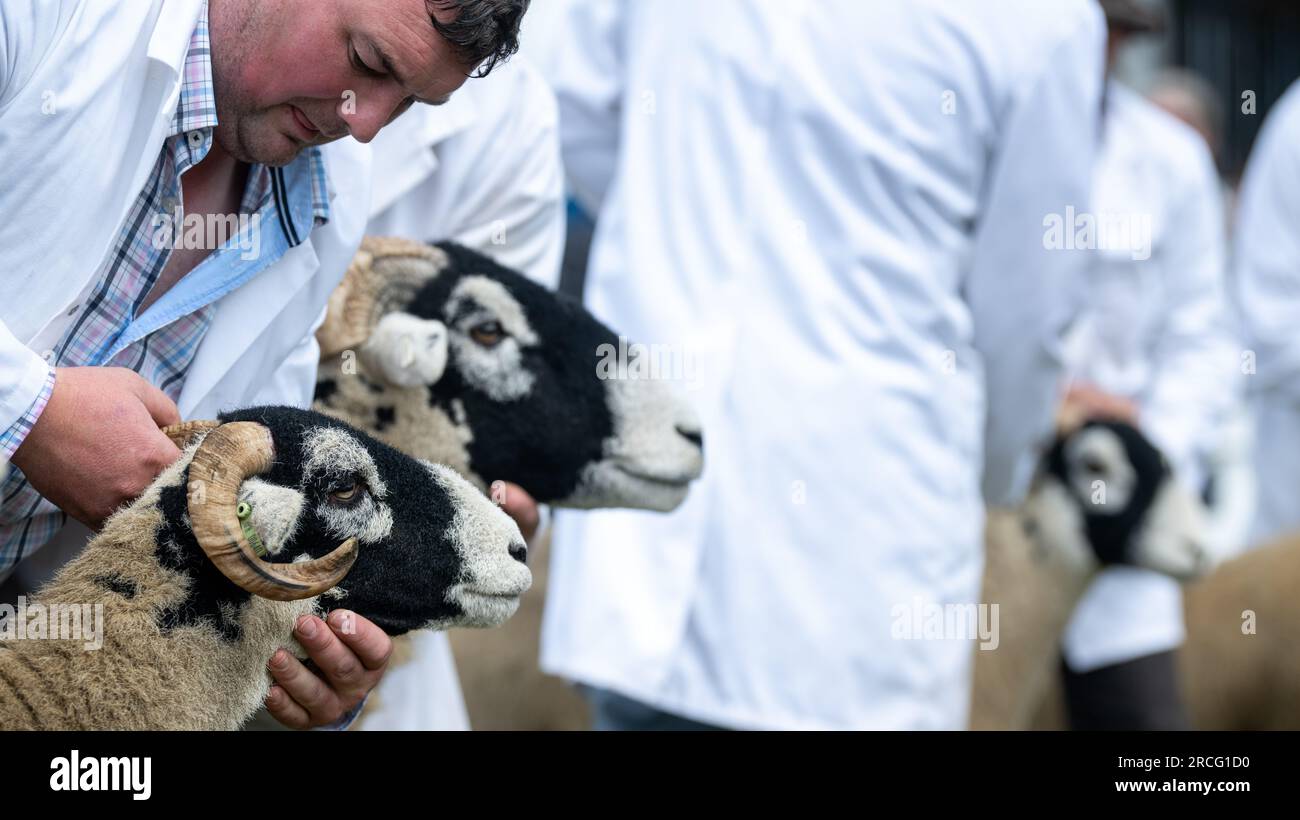 Mostra pecore al Great Yorkshire Show, Harrogate, 2023. Foto Stock