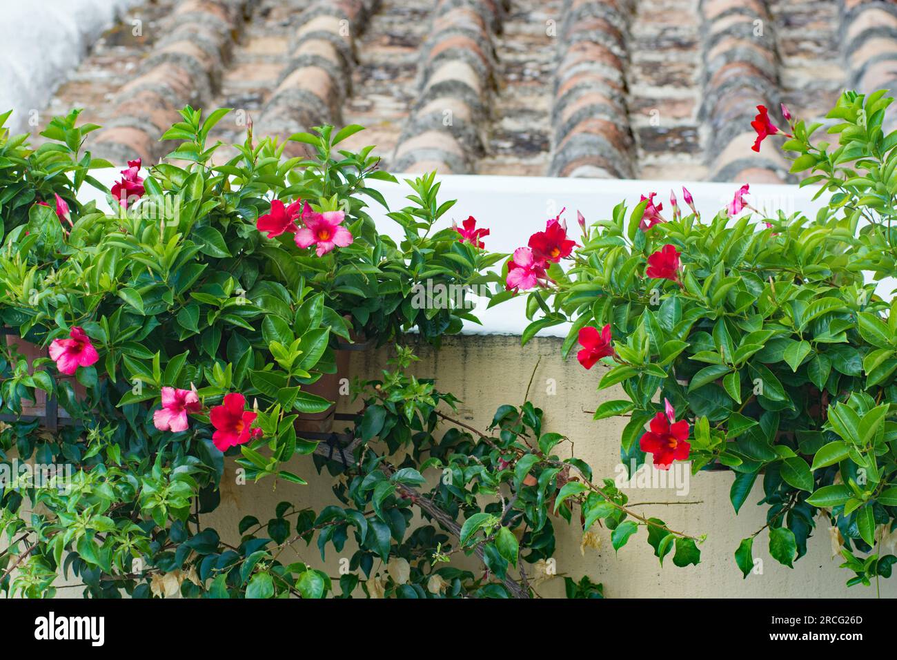 Crociera Azamara ITALIA Positano Foto Stock