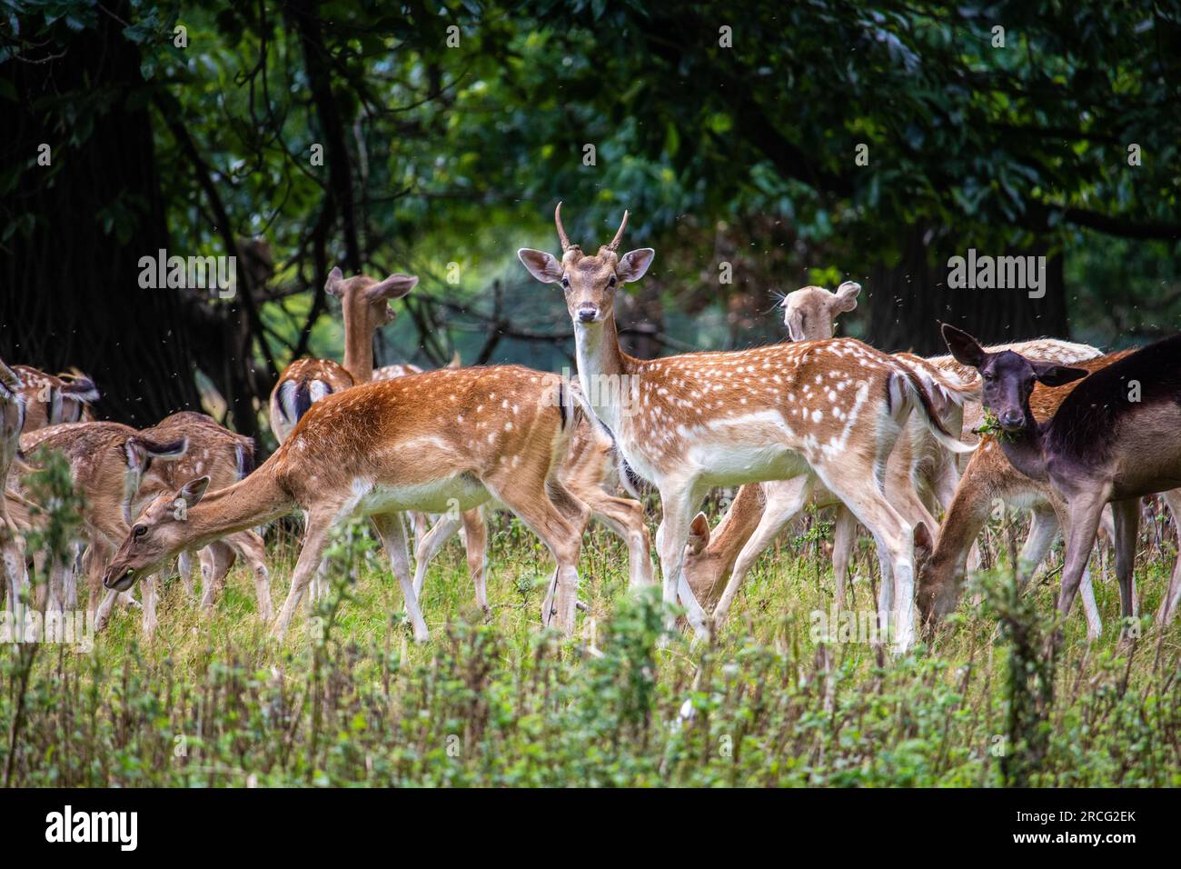 Si è sentito parlare di circa 300 cervi che migravano attraverso le foreste che circondano Houghton Hall & Gardens. Sono riuscito ad avvicinarmi molto Foto Stock