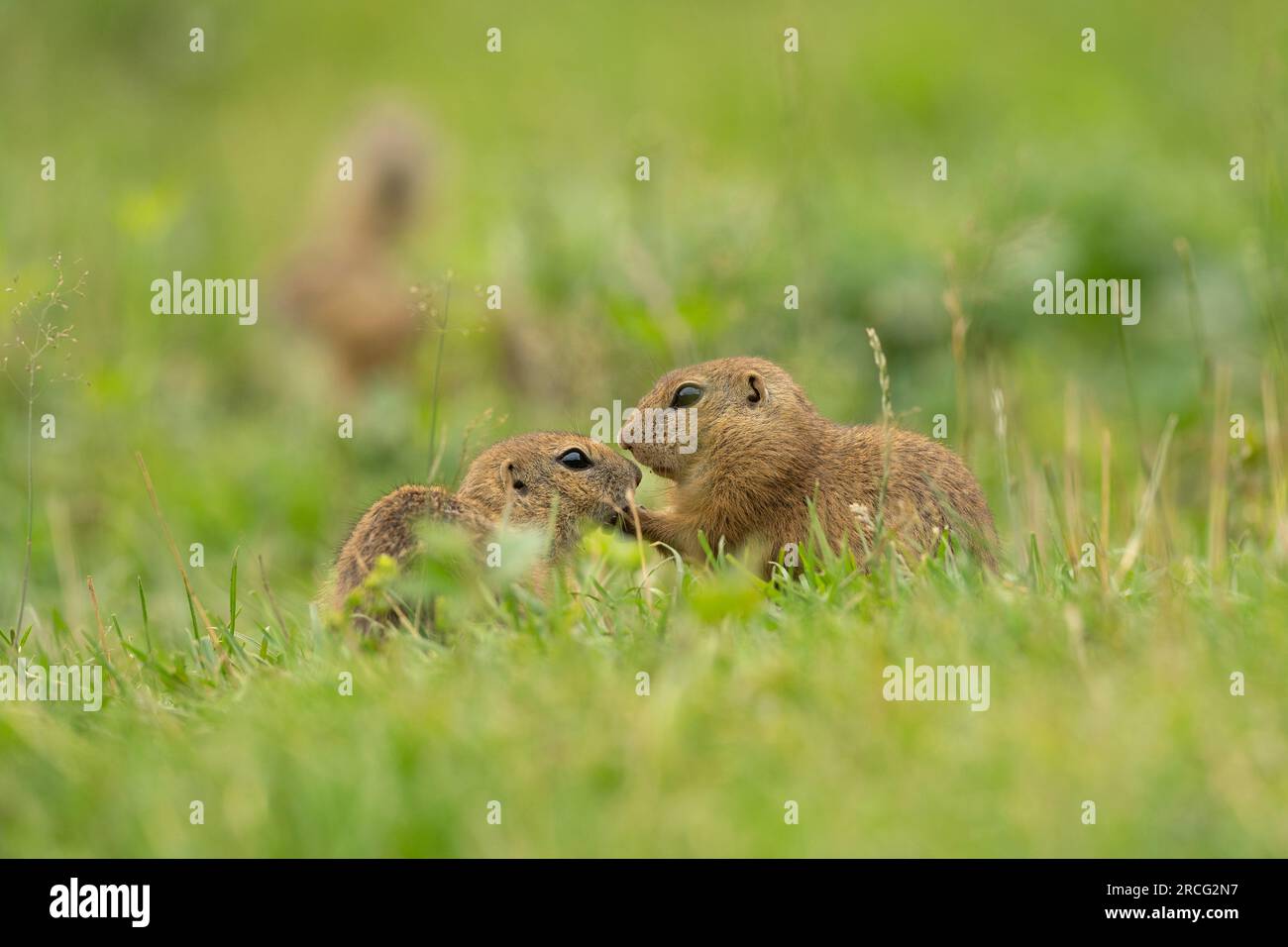 Lo scoiattolo in polvere è attento sul prato Foto Stock