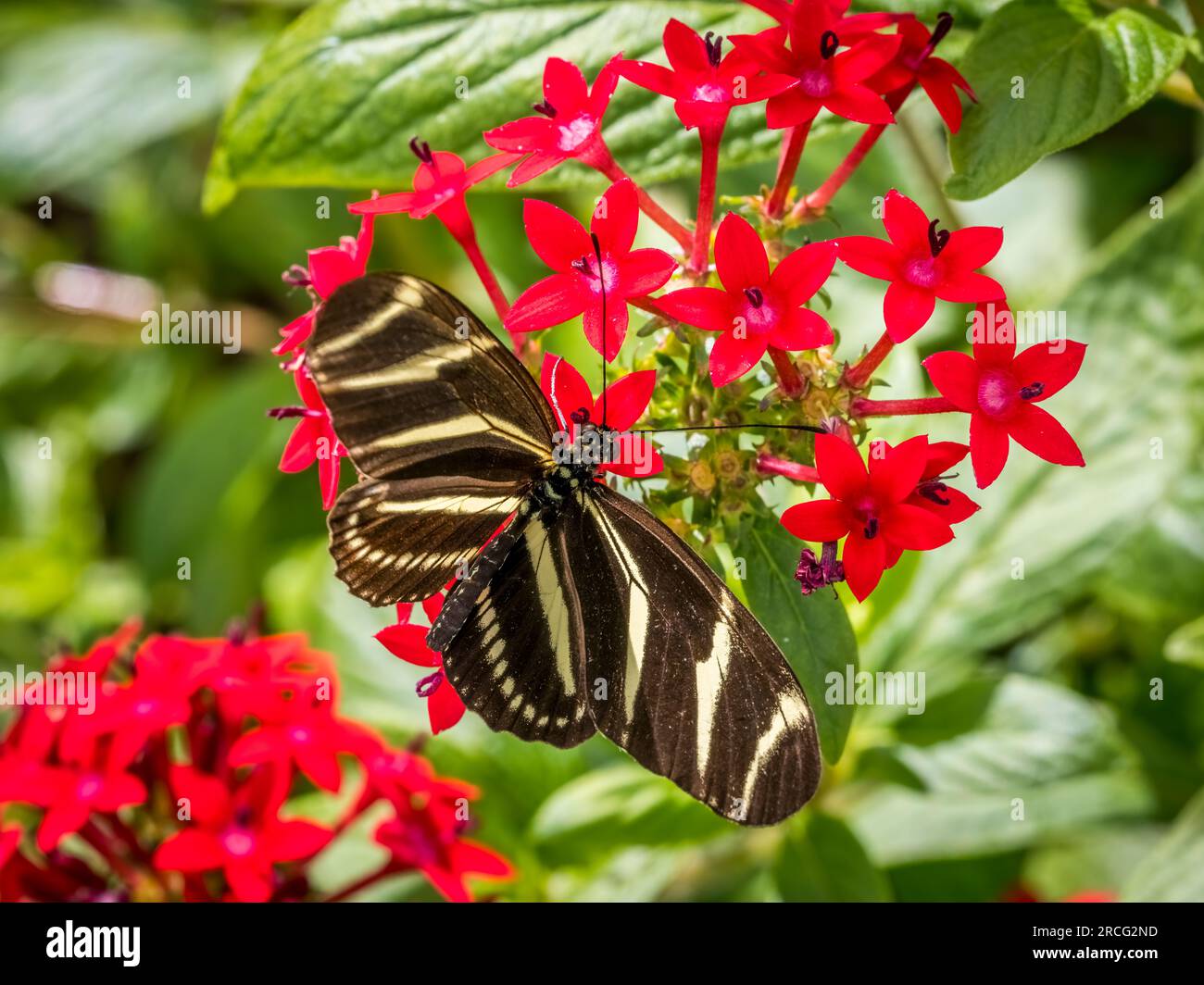 Farfalla Zebra ad ala lunga sul fiore rosso dello Starcluster Foto Stock