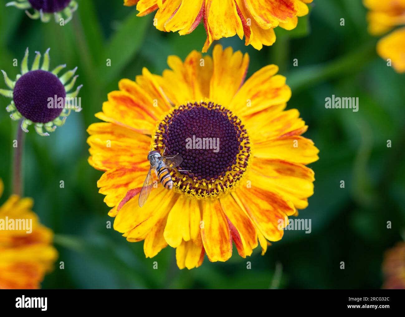 Primo piano di una mosca hoverfly che pollina un fiore di Helenium, Foto Stock