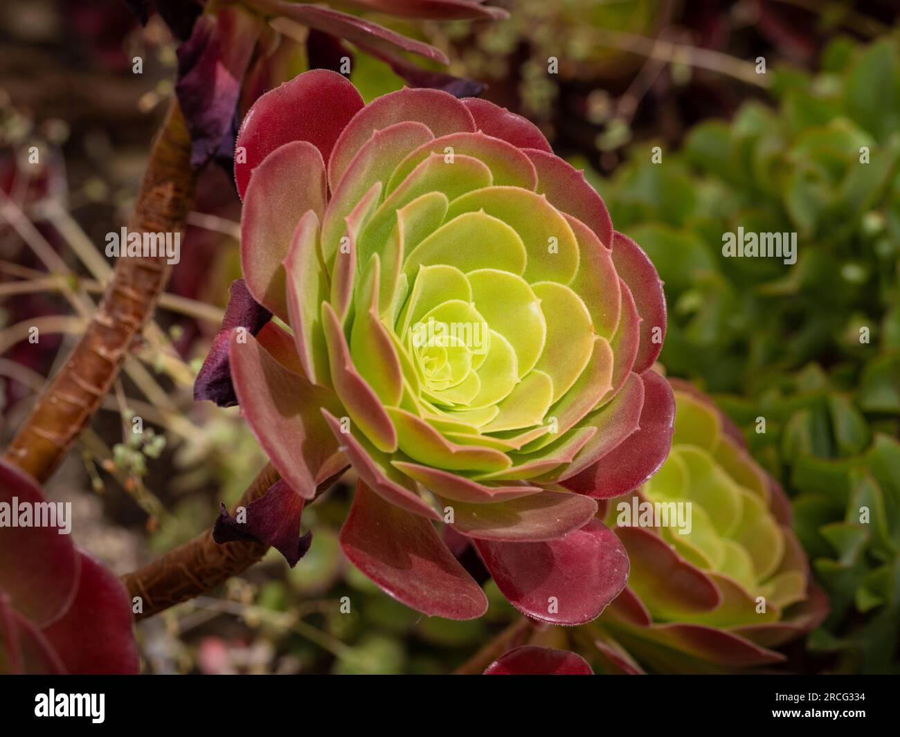Primo piano Aeonium 'Velour' con le sue succulente foglie verdi e rosse. Foto Stock