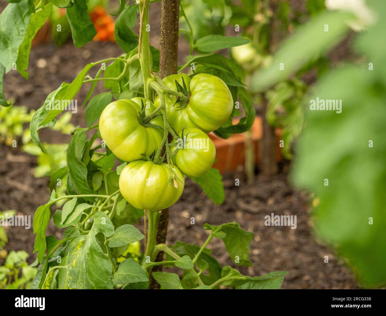 Pomodori di bistecca verde non maturi che crescono in una serra Foto Stock