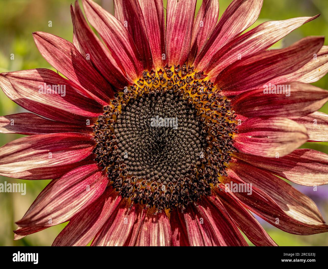 Primo piano del fiore rosso scuro di Helianthus annuus 'MS Mars, nome comune Sunflower. Foto Stock