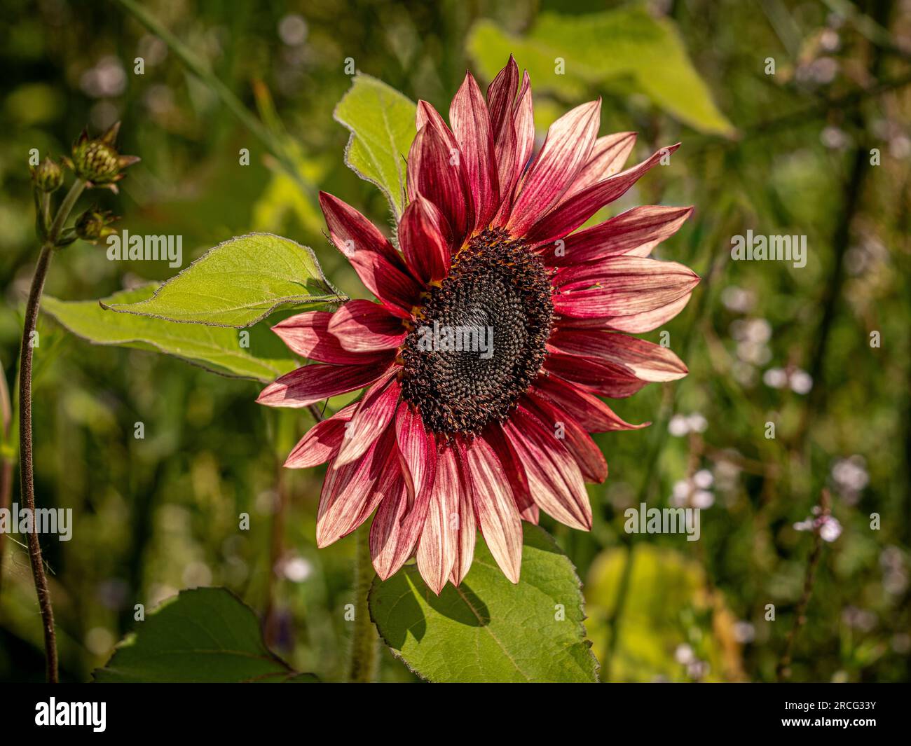 Primo piano del fiore rosso scuro di Helianthus annuus 'MS Mars, nome comune Sunflower. Foto Stock