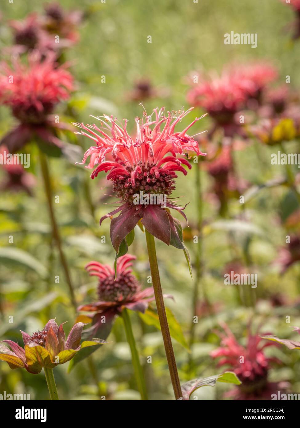 Didyma Monarda rosso (nome comune Bergamotto) che cresce in un giardino. REGNO UNITO Foto Stock