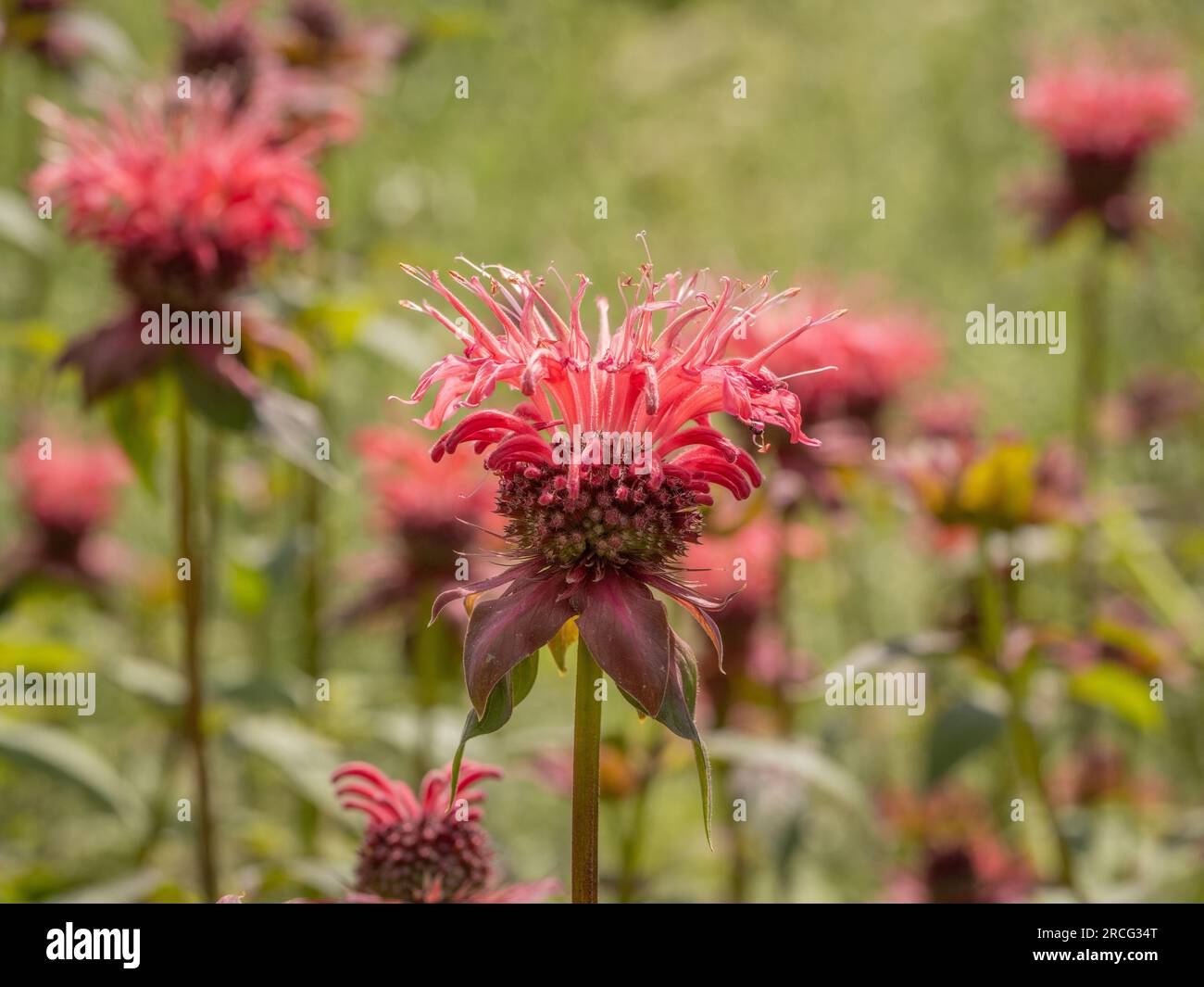 Didyma Monarda rosso (nome comune Bergamotto) che cresce in un giardino. REGNO UNITO Foto Stock