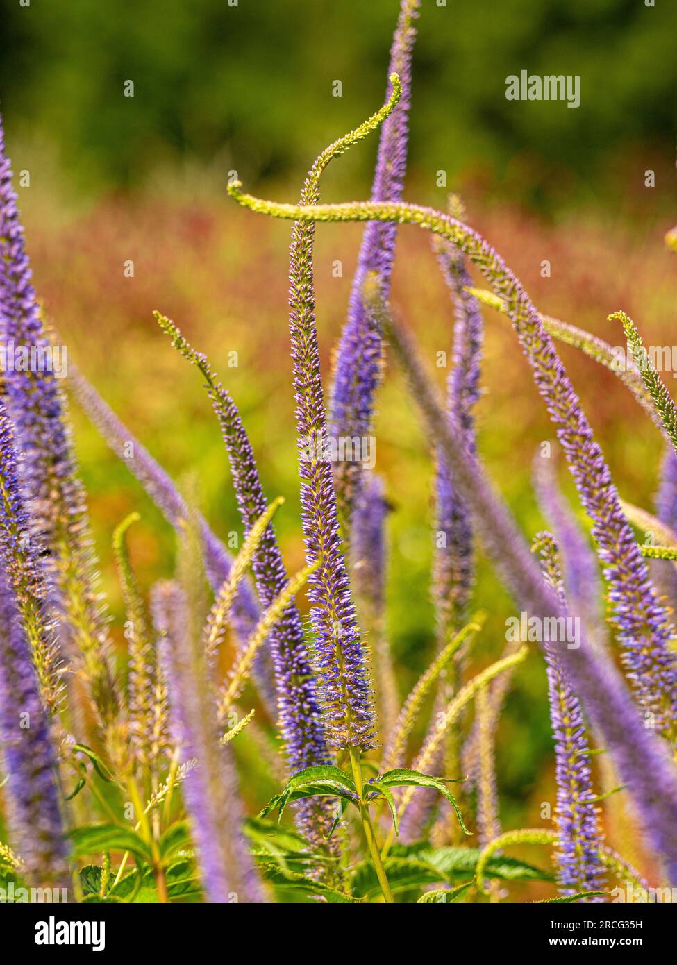 Veronicastrum virginicum "Fascination" nome comune, radice di culver che cresce in un giardino del Regno Unito Foto Stock