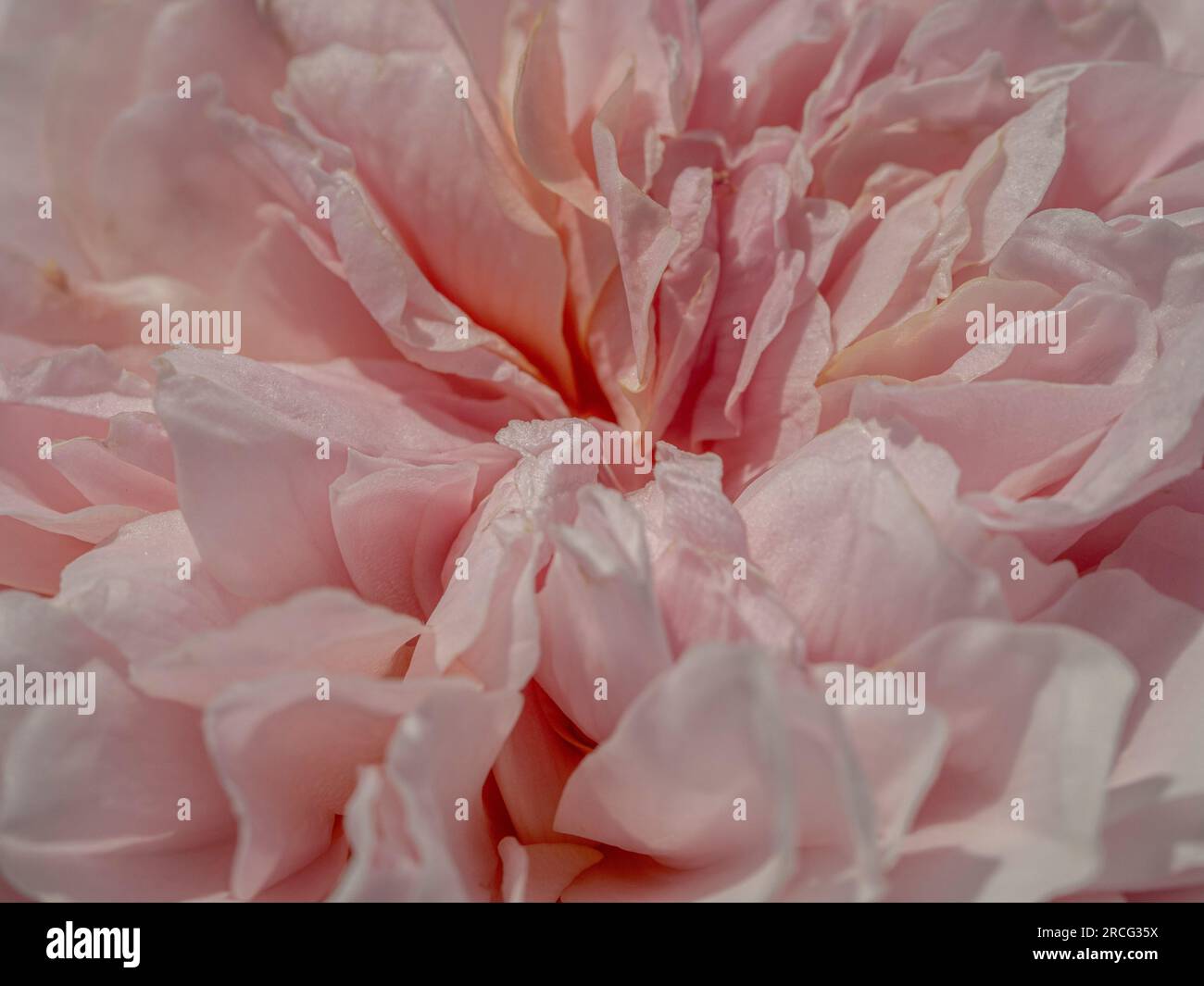 Macro shot dei petali frizzanti di una rosa pallida. Rosa "A Shropshire Lad" Foto Stock