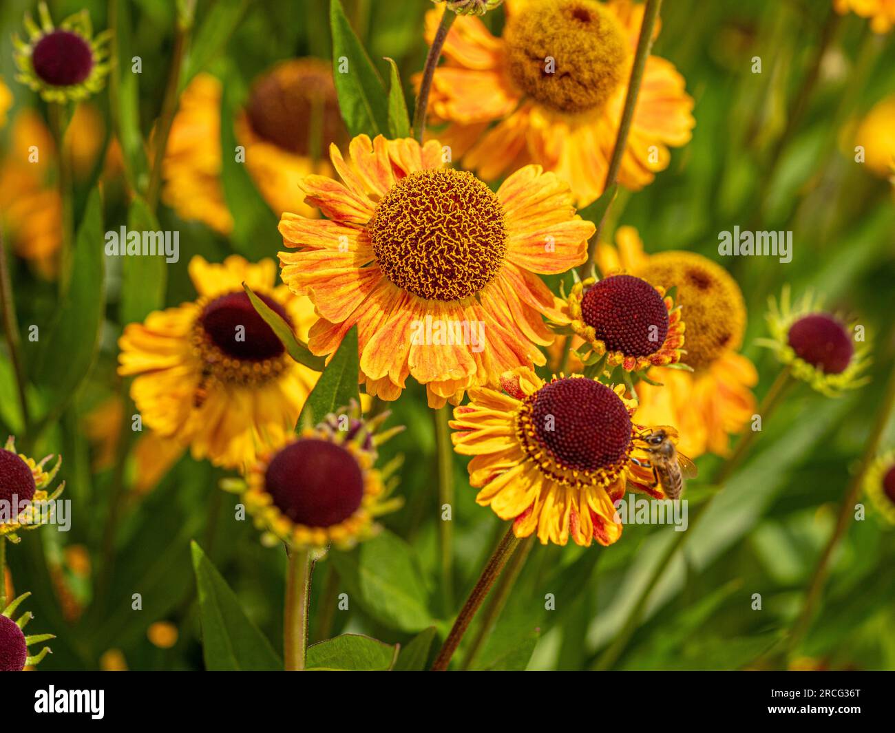 Helenium 'Wyndley' con i suoi ricchi petali gialli strizzati di arancio che cresce in abbondanza in un giardino. Foto Stock