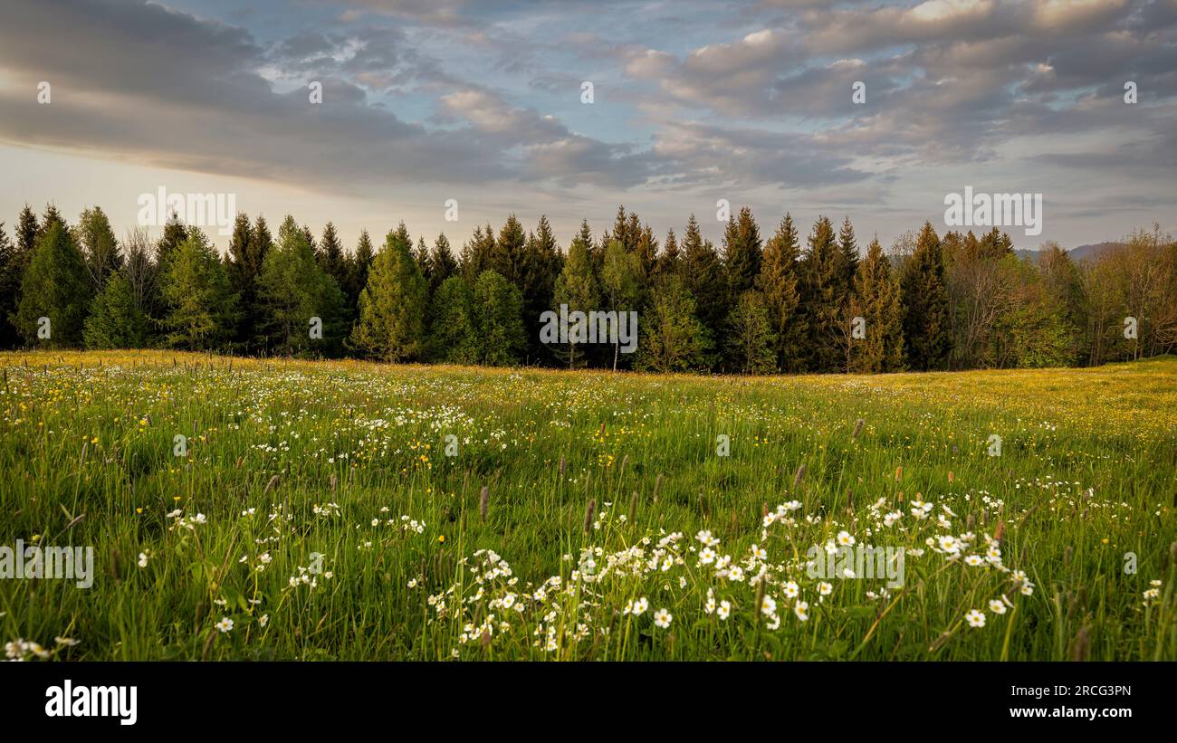 Natura verde - Foresta e prato primaverile in Svizzera, Kanton Schwyz, Einsiedeln Foto Stock