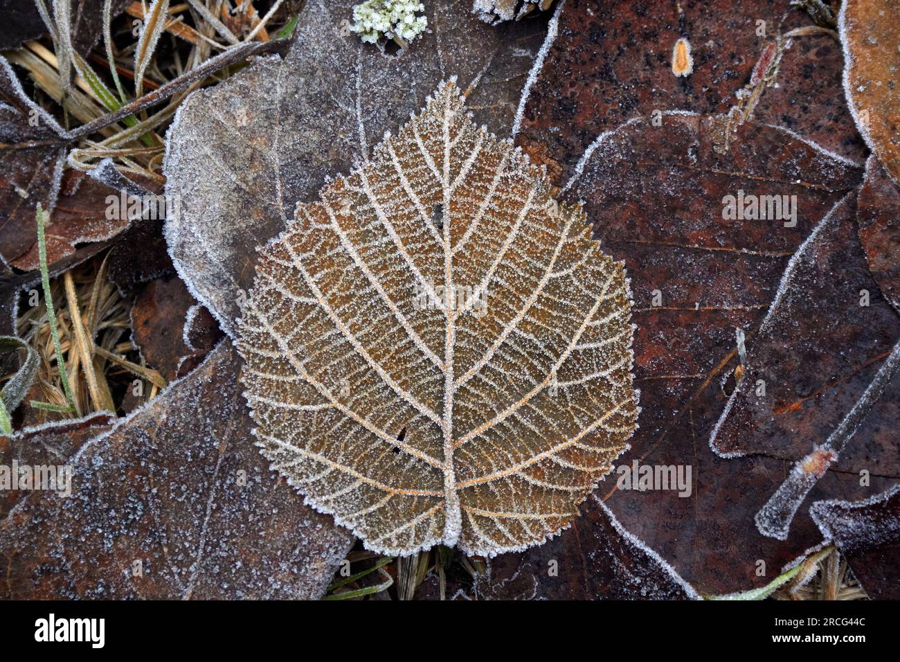 Una foglia a terra ricoperta di gelo. Foto Stock