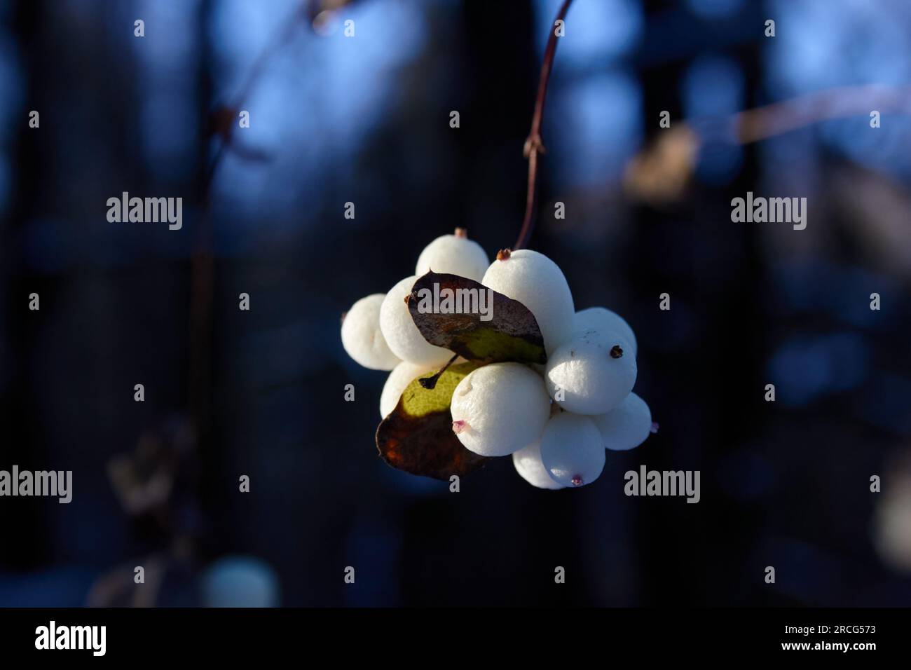 Uno stelo di bacche bianche è illuminato dal sole. Foto Stock