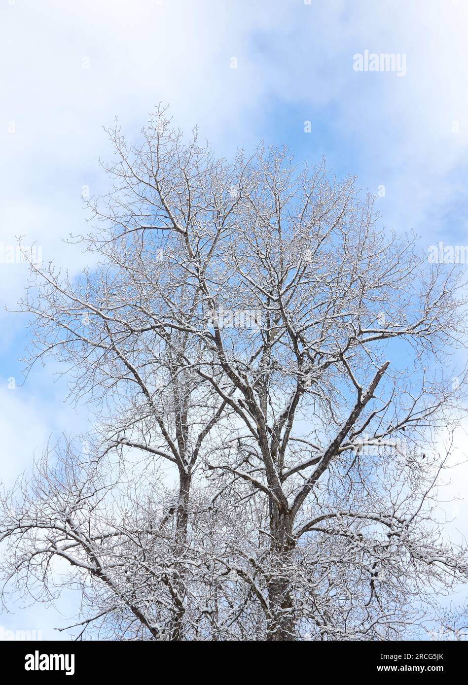 Un albero è spolverato di neve contro un cielo blu con nuvole bianche. Foto Stock