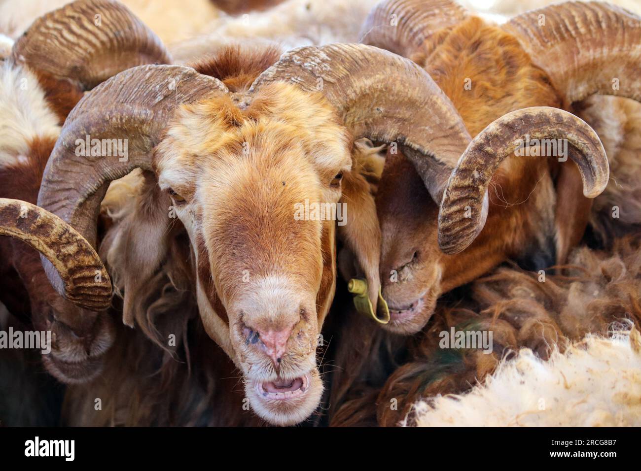 Grosse corna di capra (vecchie capre all'interno del recinto delle pecore) pecore di Eid al-Adha al-Mubarak nei paesi musulmani e arabi - Amman, Giordania Foto Stock