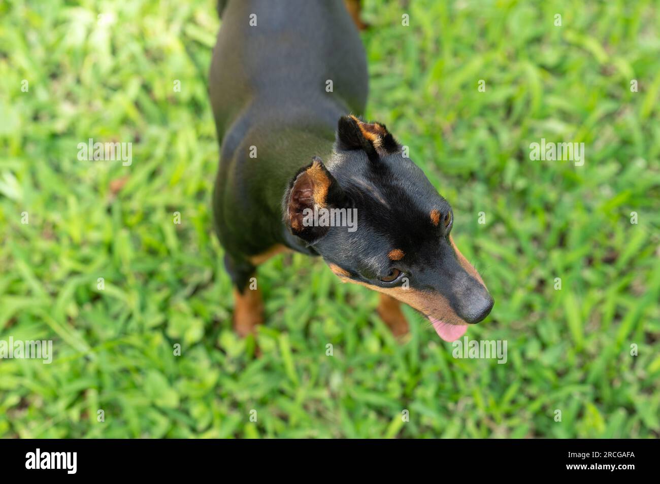 Il cane del pincher purosangue si trova sull'erba verde sopra la vista Foto Stock