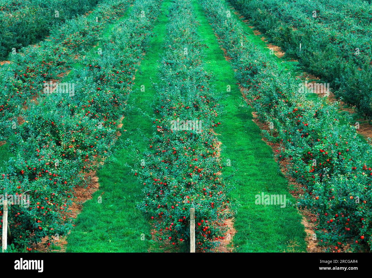 Frutteto di mele, Tasmania, Australia Foto Stock
