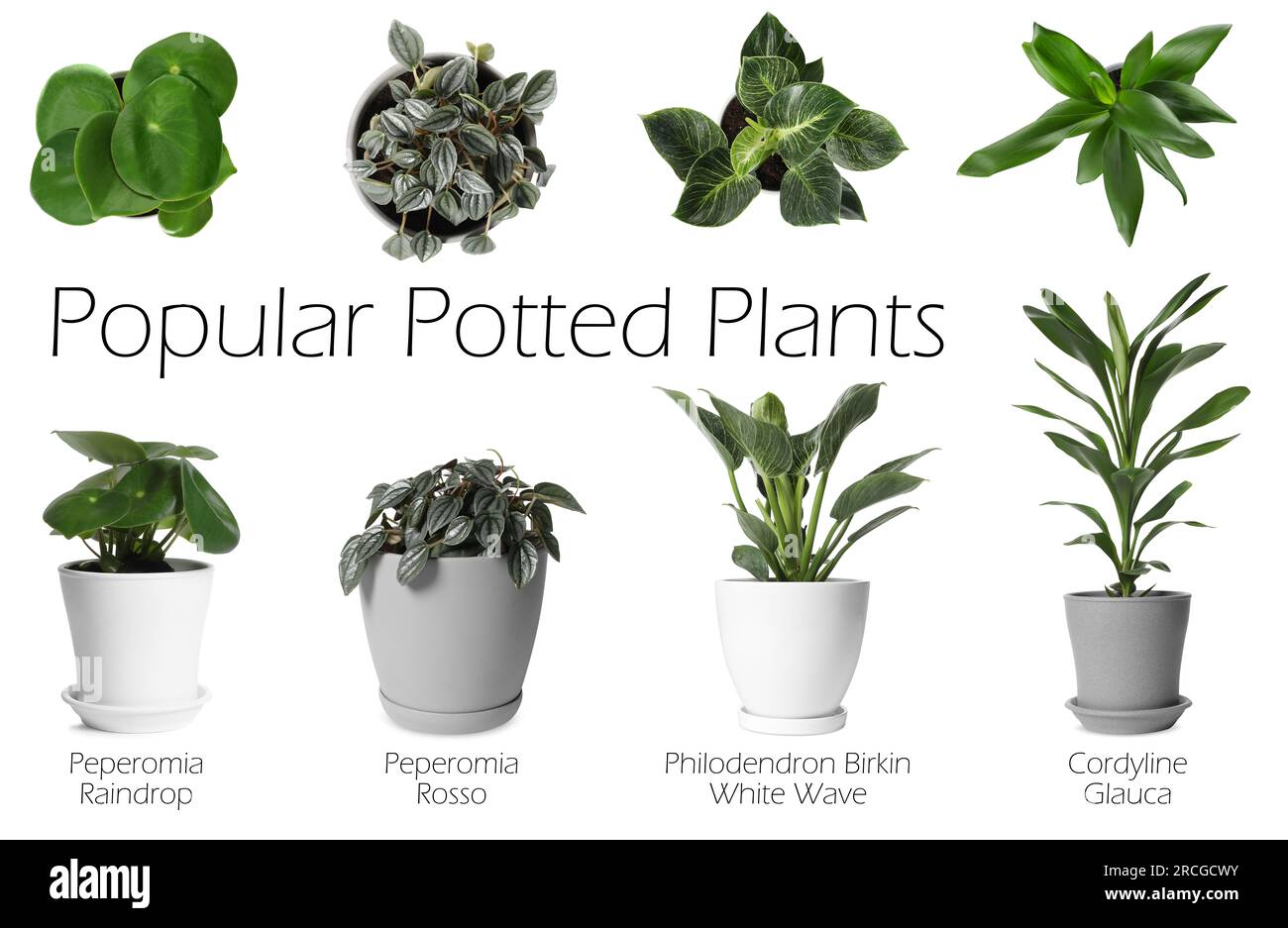 Set di molte piante in vaso popolari con nomi su sfondo bianco, vista dall'alto e laterale Foto Stock