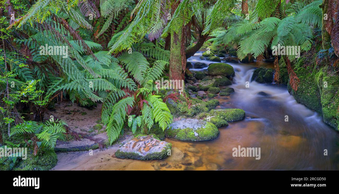 Cascate di St Columba, St Helens, Tasmania, Australia Foto Stock