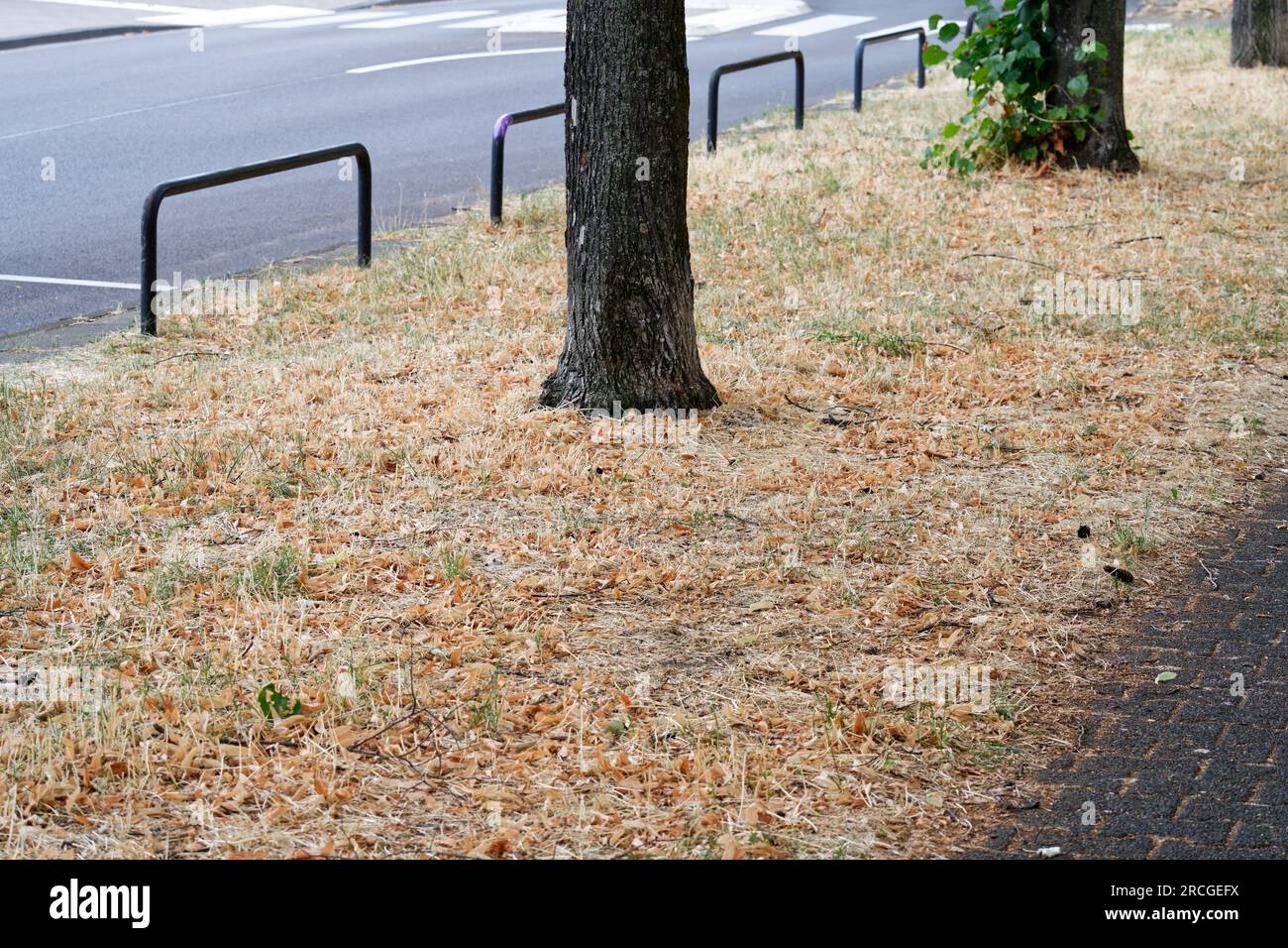 un albero su una striscia verde appassita tra strada e sentiero nella calda estate del 2023 a colonia in germania Foto Stock