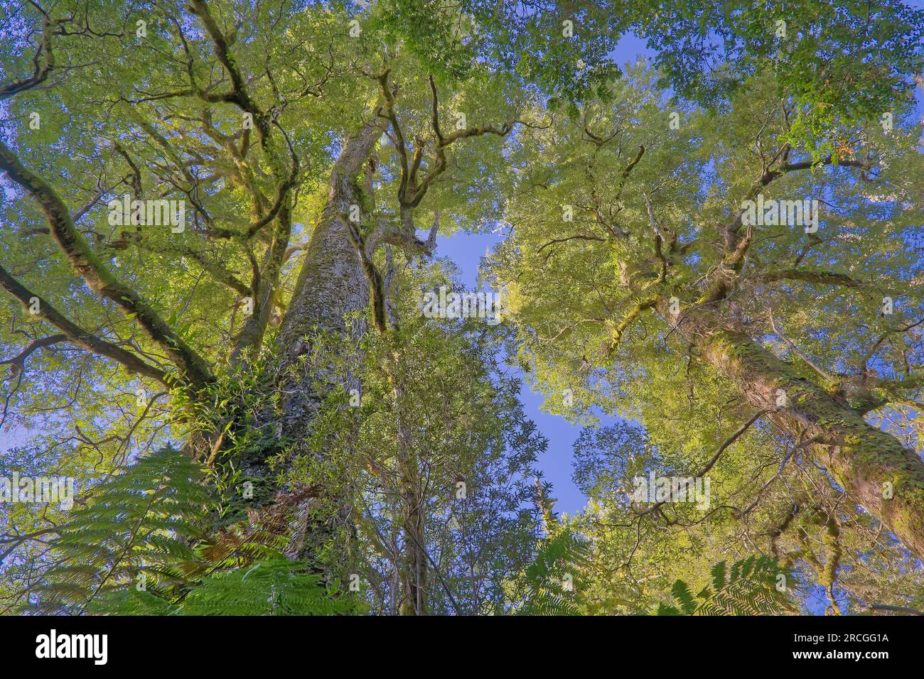 Antico gigante di mirto faggi Nothofagus cunninghammii nella riserva della foresta pluviale nelle Blue Tiers, Weldborough, Tasmania, Australia Foto Stock