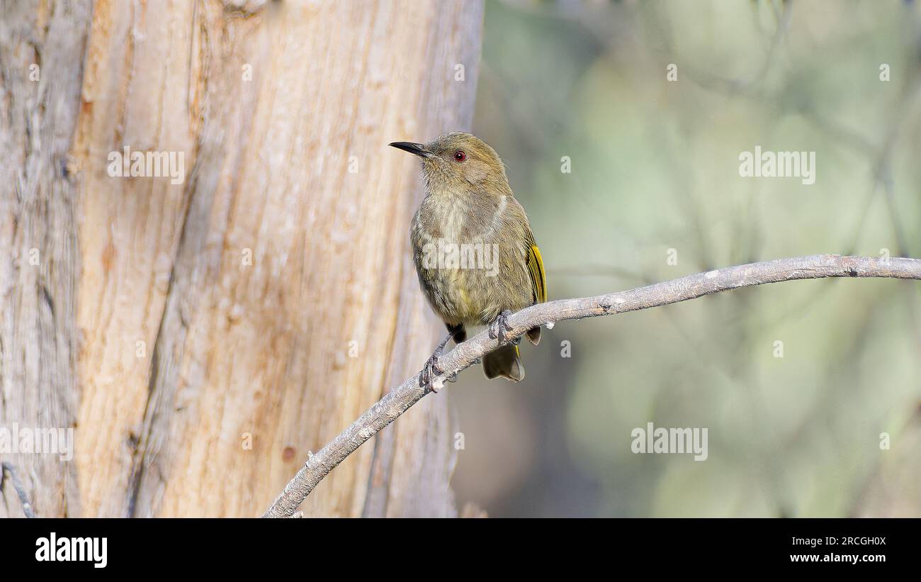 Mielante femminile a mezzaluna appollaiato su un ramo con sfondo sfocato in sfumature marrone chiaro al Peter Murrell Reserve, Hobart, Tasmania, Australia Foto Stock