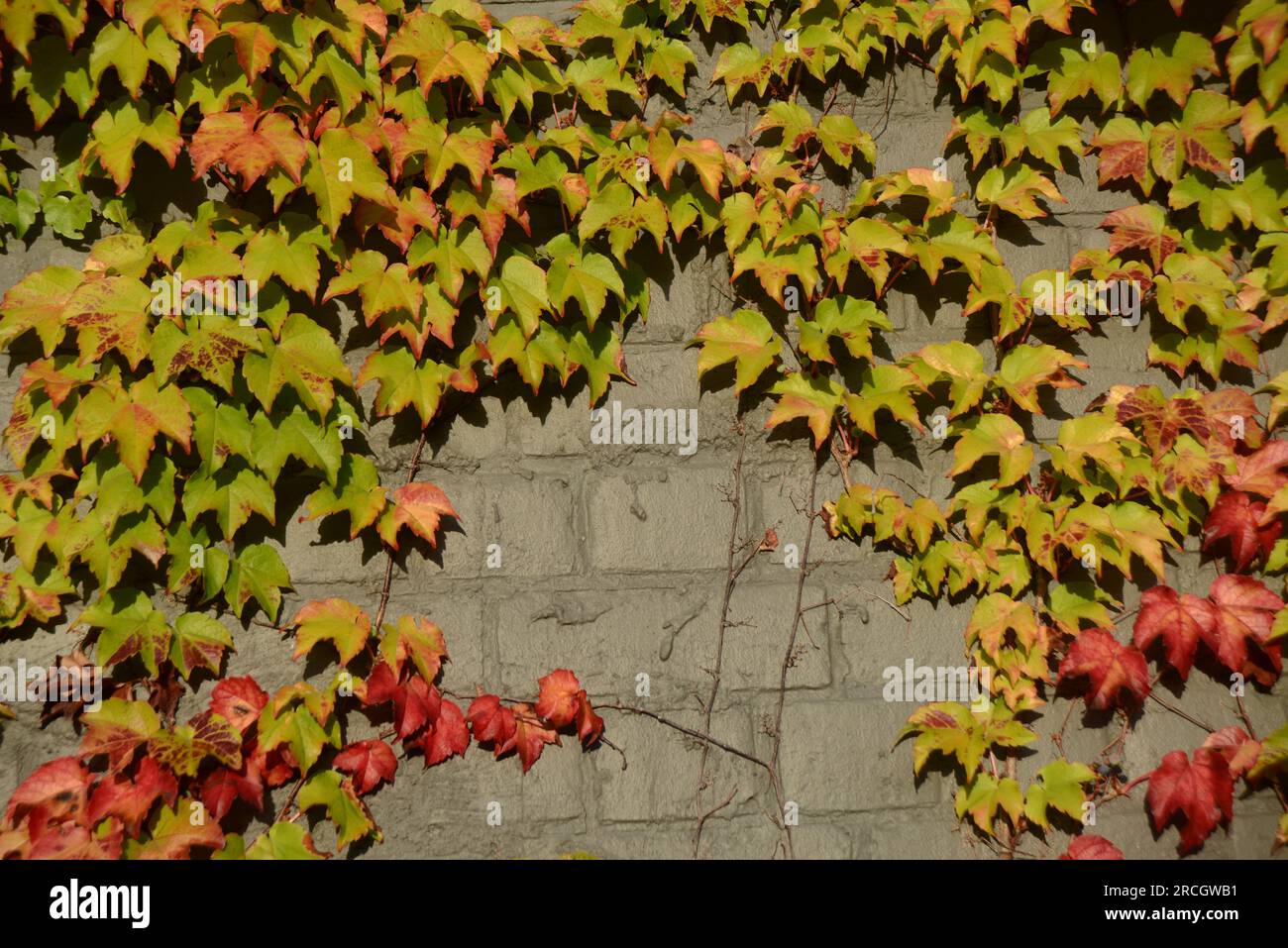 Sfondo di un muro coperto di edera Foto Stock