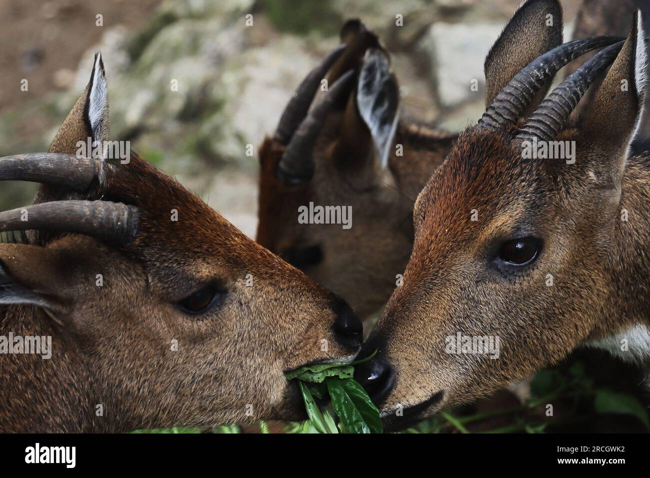 un branco di gori himalayani (naemorhedus goral) che pascolano nel parco nazionale singalila situato ai piedi delle colline himalayane vicino a darjeeling, bengala occidentale, india Foto Stock