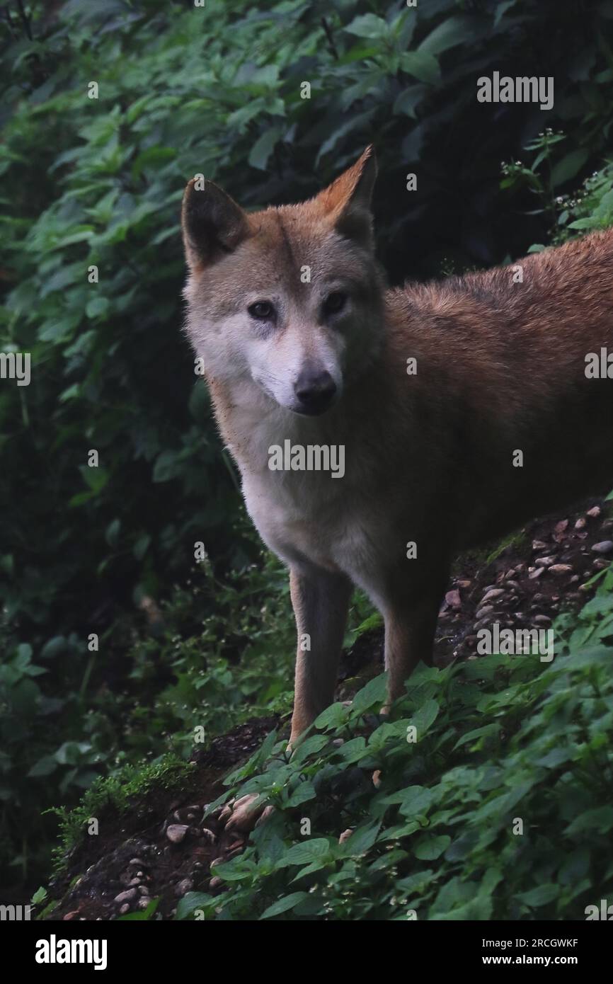 un lupo himalayano selvatico (canis himalayensis) nel parco nazionale singalila, nel bengala occidentale in india. il lupo himalayano è una specie molto rara e in pericolo di estinzione Foto Stock