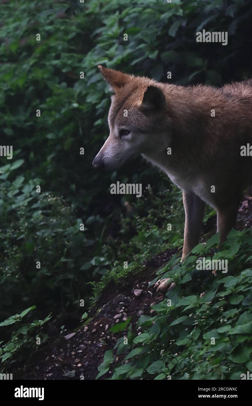 un lupo himalayano selvatico (canis himalayensis) nel parco nazionale singalila, nel bengala occidentale in india. il lupo himalayano è una specie molto rara e in pericolo di estinzione Foto Stock