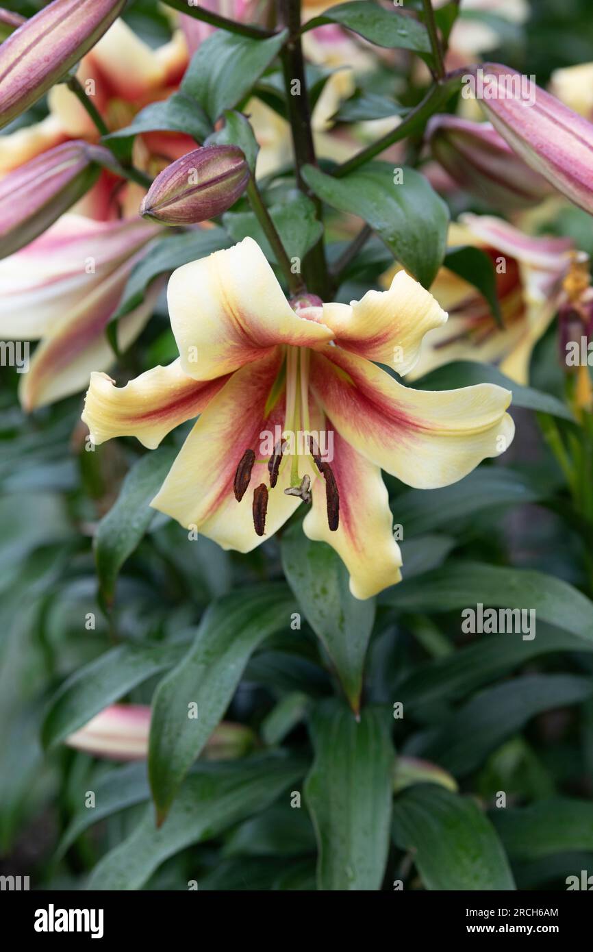 Fiore di ninfa di Lilium. Oriental Trumpet Lily Foto Stock