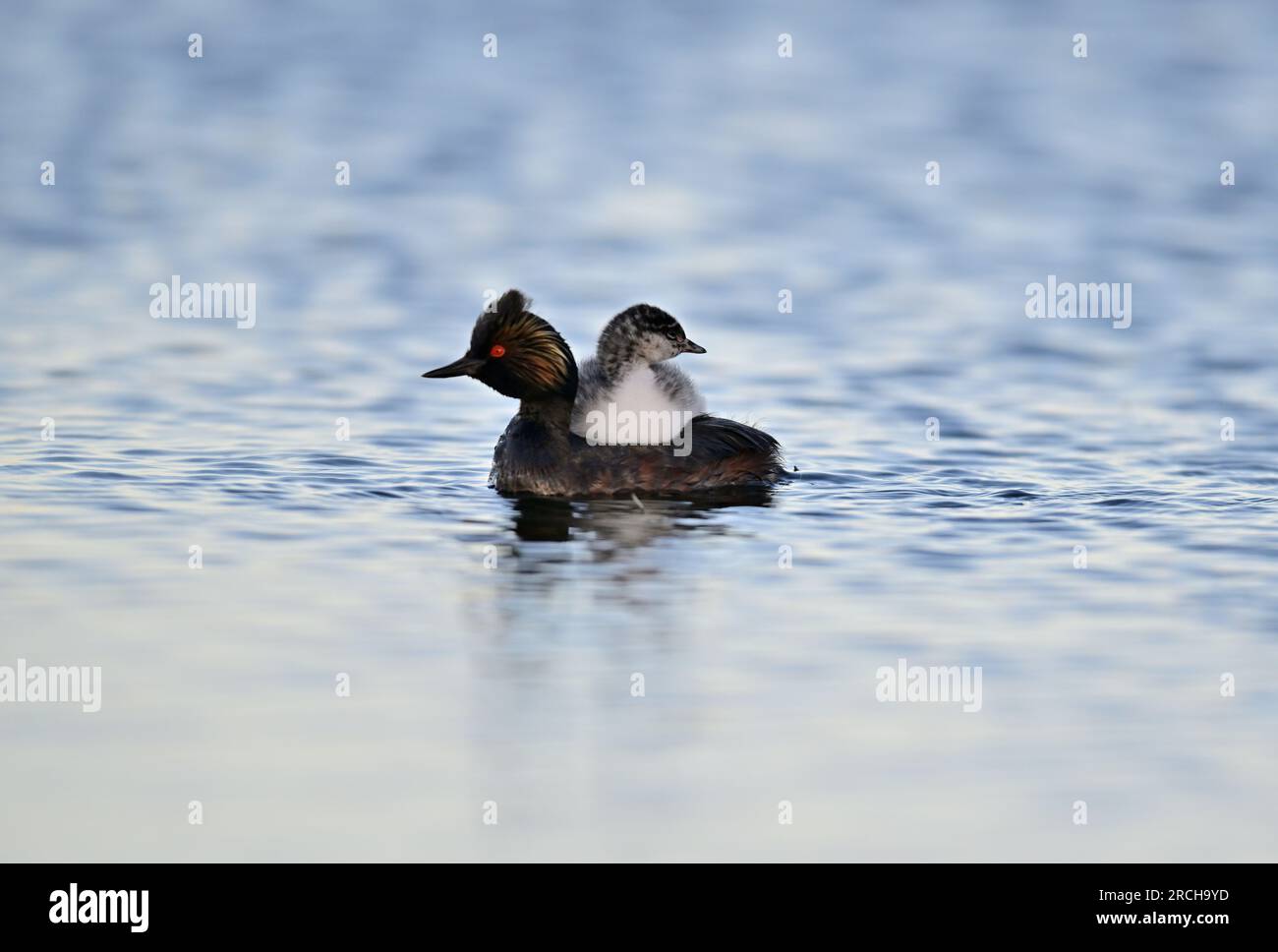 Grebe con orecchie e pulcini - Podiceps nigricollis Foto Stock