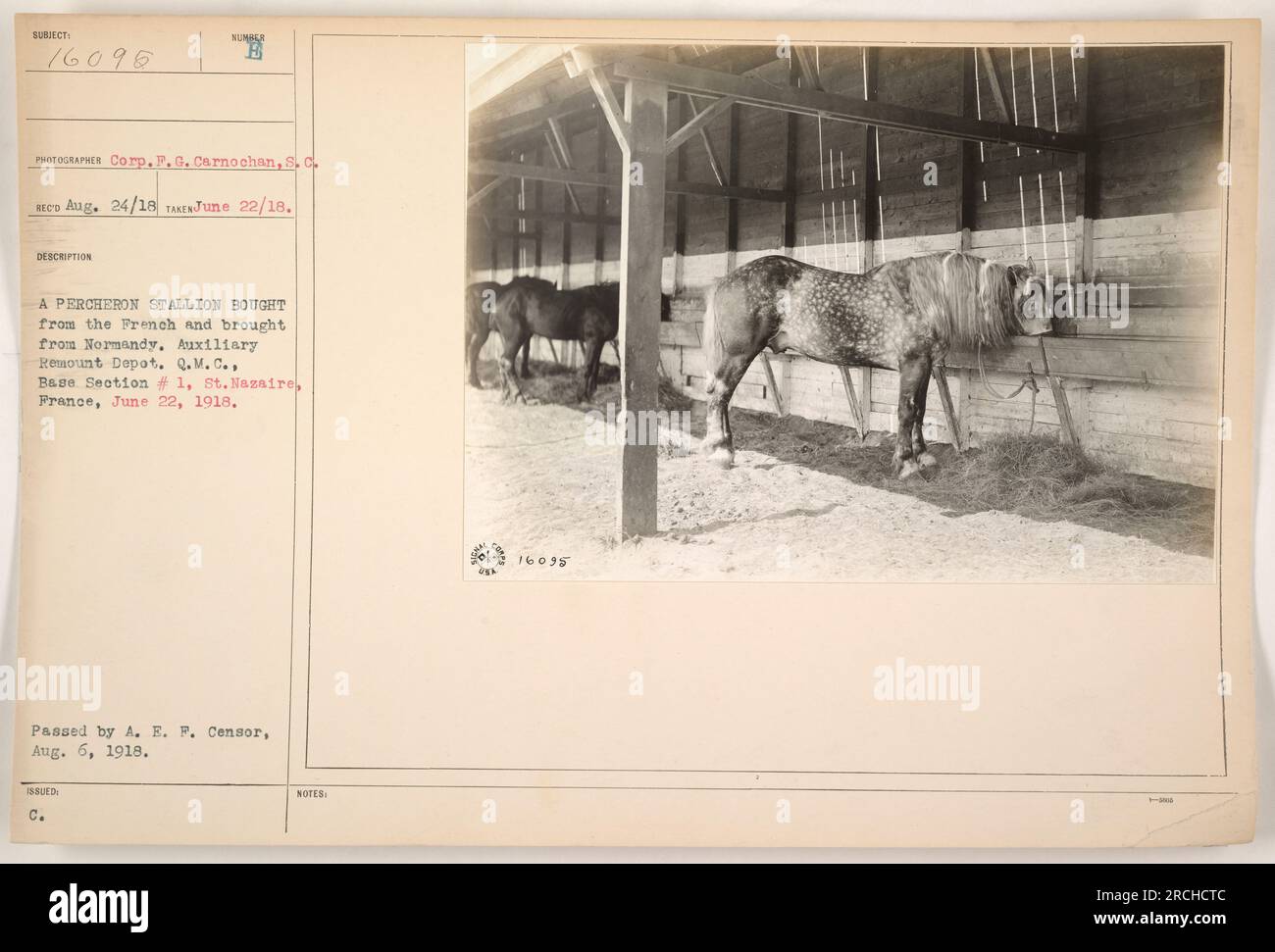 Lo stallone Percheron, acquistato dai francesi e portato dalla Normandia, presso il deposito ausiliario di St.Nazaire, in Francia, il 22 giugno 1918. Questa foto, scattata dalla Corp. F. G. Carnochan del Signal Corps, è impressa con il numero 16095. Fu superato da A. E. F. Censor il 6 agosto 1918. Foto Stock