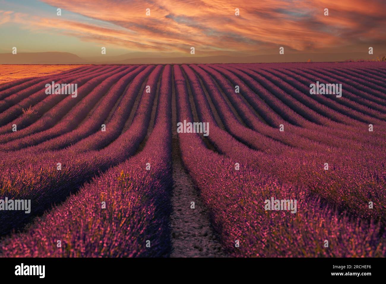 Provenza, campo di lavanda al tramonto, altopiano di Valensole Provenza Francia, campi di lavanda fioriti, Europa Foto Stock