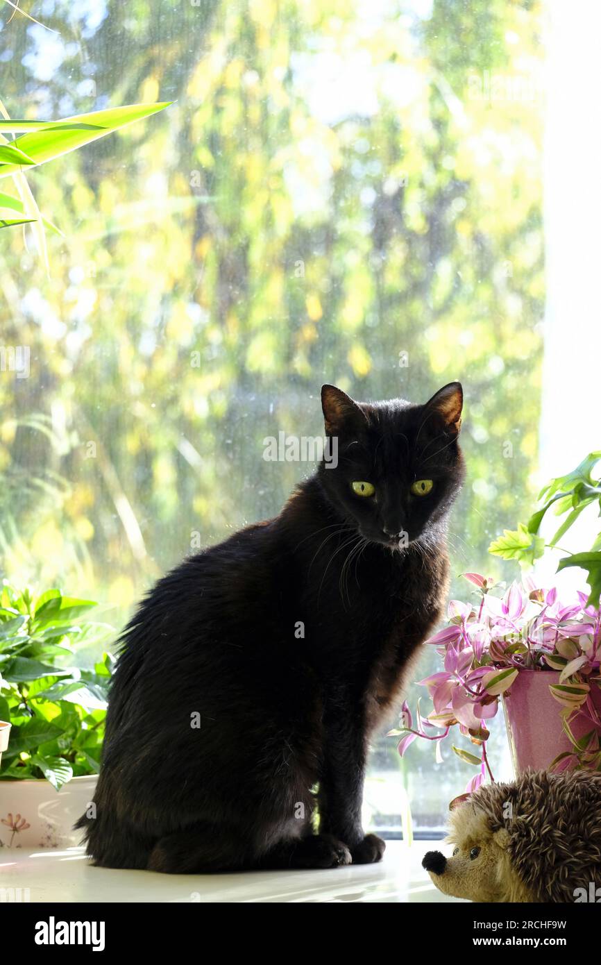 Femmina adulta tutti gatto nero seduto tra le piante in vaso in serra Foto Stock
