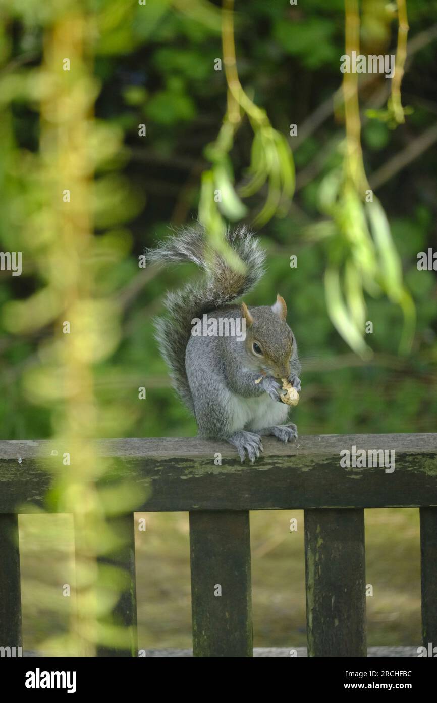 West Sussex, Regno Unito. Un solo scoiattolo grigio che mangia un'arachidi mentre si equilibra sul retro di una panca da giardino Foto Stock