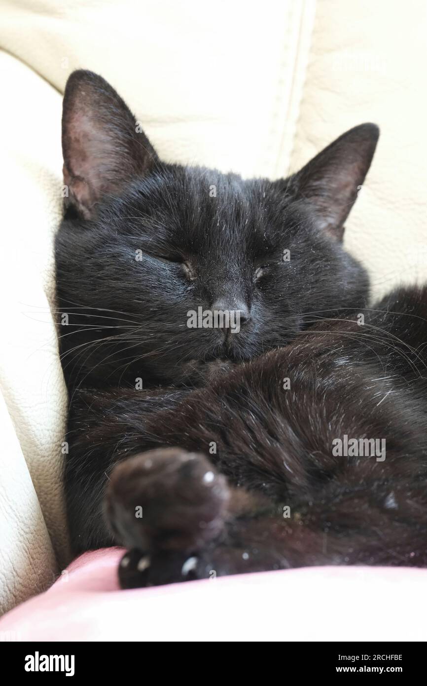 Il piccolo gatto nero dormiva velocemente sul divano con l'illusione di dare il dito medio Foto Stock