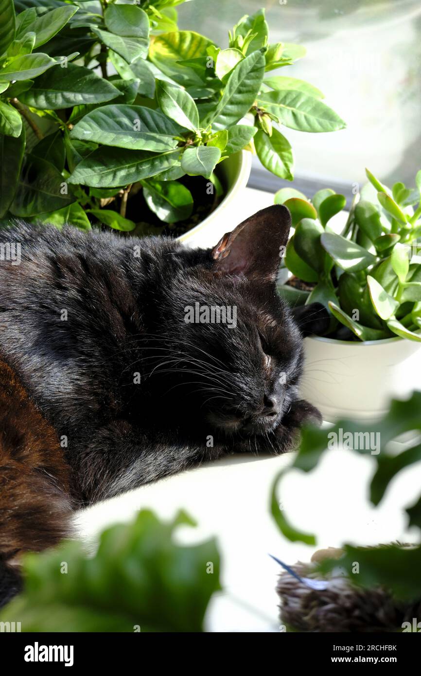Il piccolo gatto nero dorme velocemente nel mezzo di una raccolta di piante in vaso Foto Stock