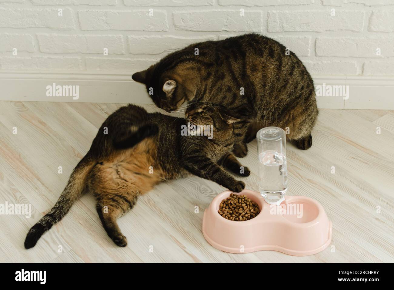 Due gatti combattono per terra vicino al loro cibo nell'appartamento Foto Stock