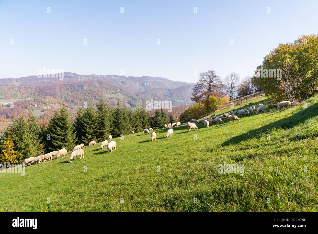 Le pecore pascolano in un pascolo sulle montagne. Foto Stock