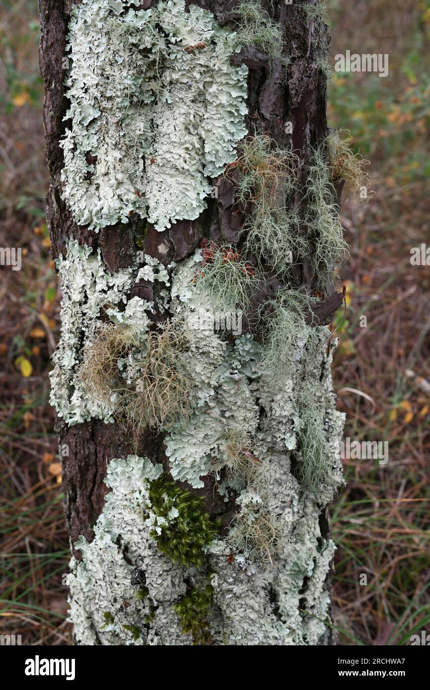 Licheni, fogliosi (Parmelia) e fruticosi (Usnea) che crescono su una corteccia di Pinus. Questa foto è stata scattata a Dunas de Sao Jacinto, Aveiro, Portogallo. Foto Stock