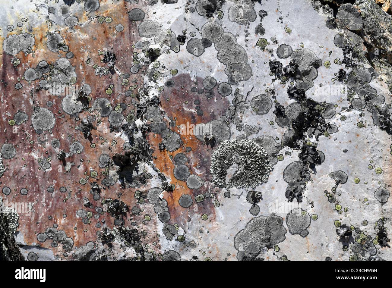 I licheni crostosi e fogliosi che crescono sulla roccia di quarzite. Questa foto è stata scattata a Villuercas, Cáceres, Estremadura, Spagna. Foto Stock