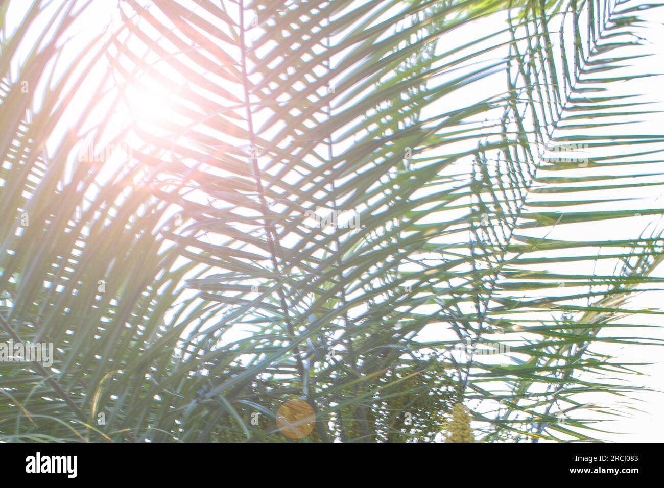 Palm Tree con un raggio dal Sole contro il cielo. Concetto di vacanza estiva. Foto Stock