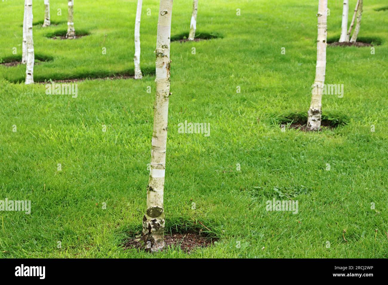 Prato verde piantato con betulle d'argento Foto Stock