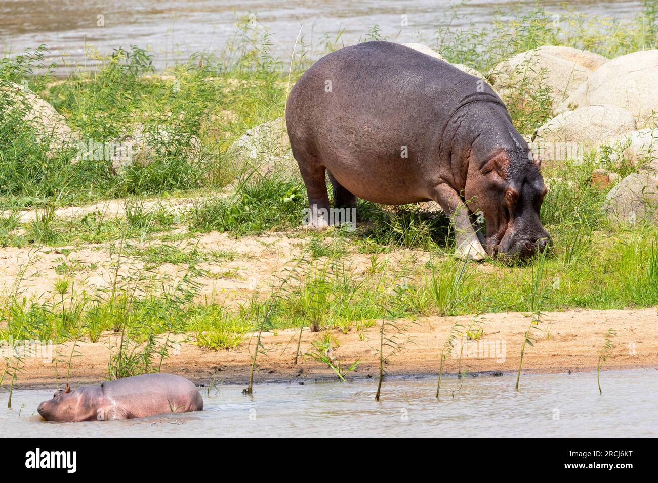 Una femmina di ippopotamo tiene d'occhio il suo piccolo vitello che ha solo un paio di settimane. Con grandi coccodrilli intorno deve essere vigile. Foto Stock