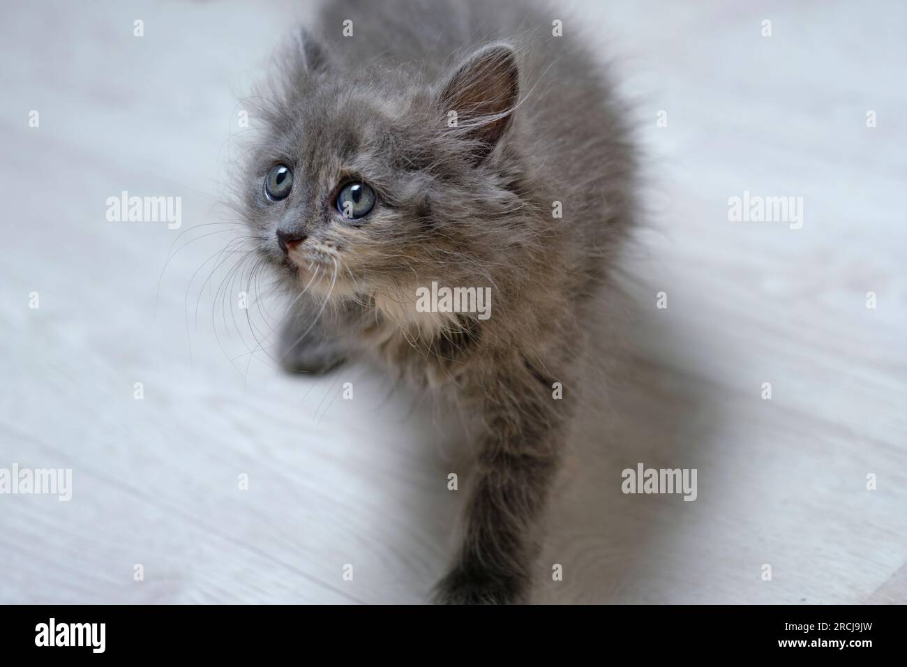 Piccolo gattino grigio, soffice con occhi grigi guarda in alto Foto Stock