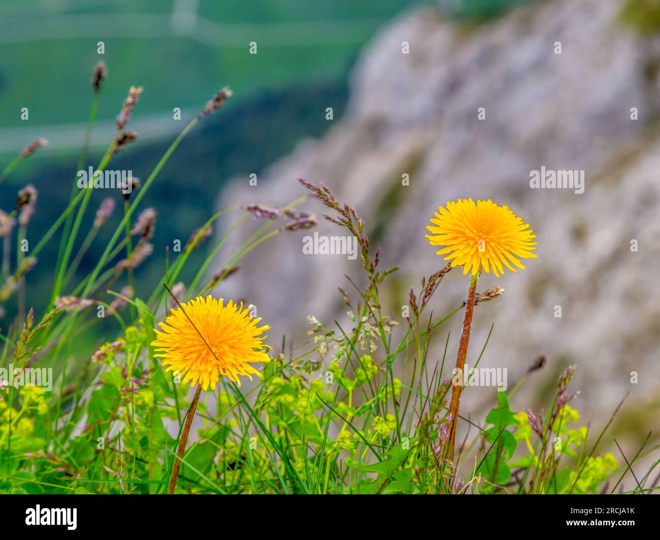 Foto di fiori di tarassolo sulle montagne di fronte a un pendio con uno sfondo sfocato Foto Stock