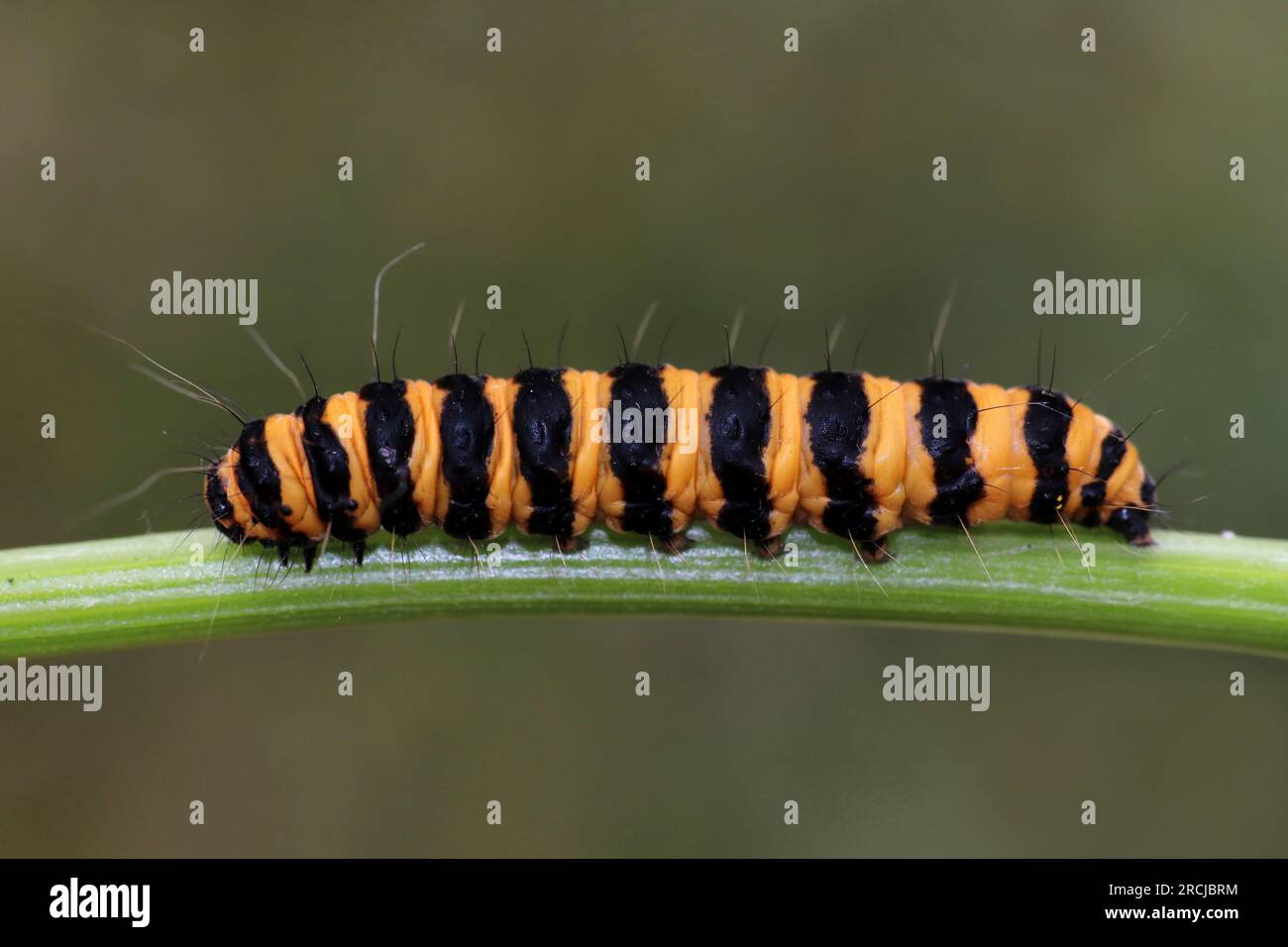 Il cinabro Moth caterpillar Tyria jacobaeae Foto Stock