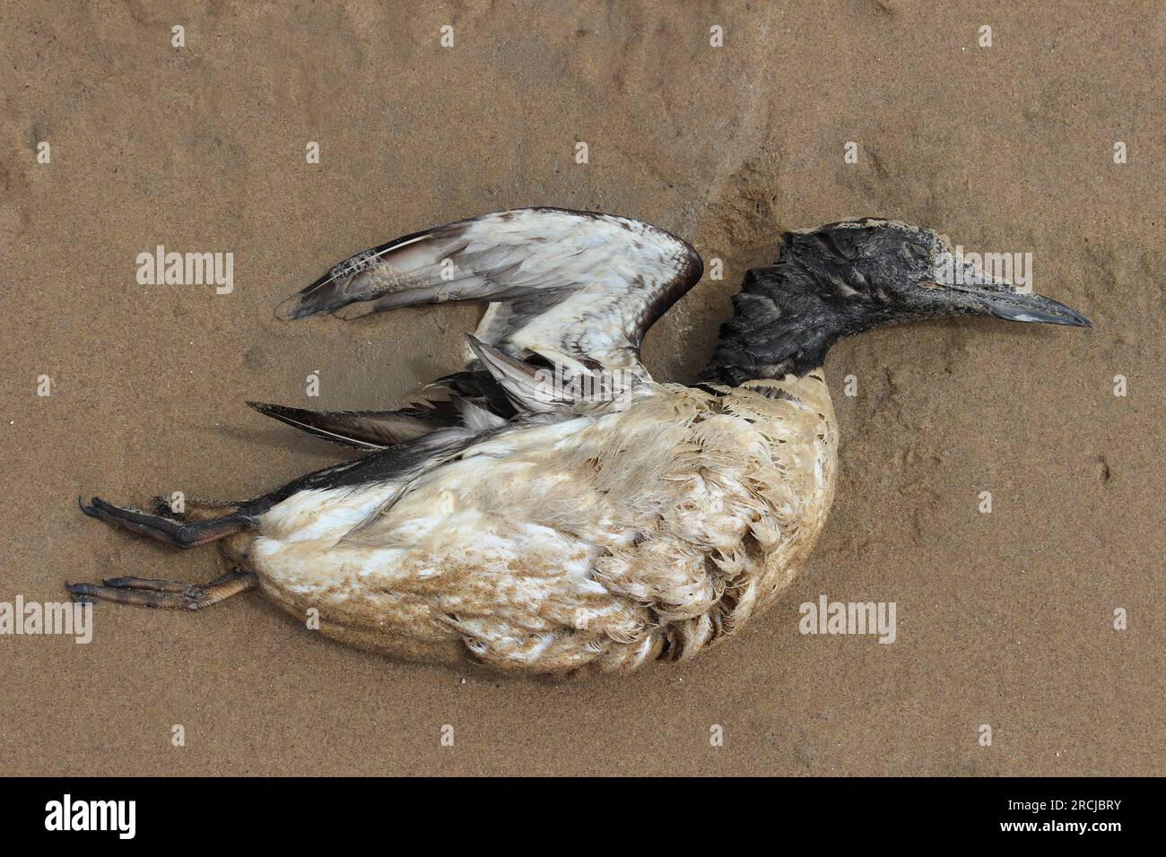 Dead Common Guillemot (Uria aalge), uno dei tanti lavati sulla spiaggia di Ainsdale, Sefton Coast Regno Unito a causa dell'influenza aviaria Foto Stock